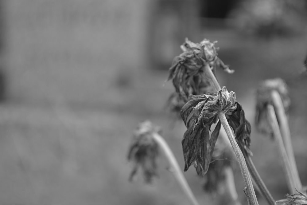 CSC_0439