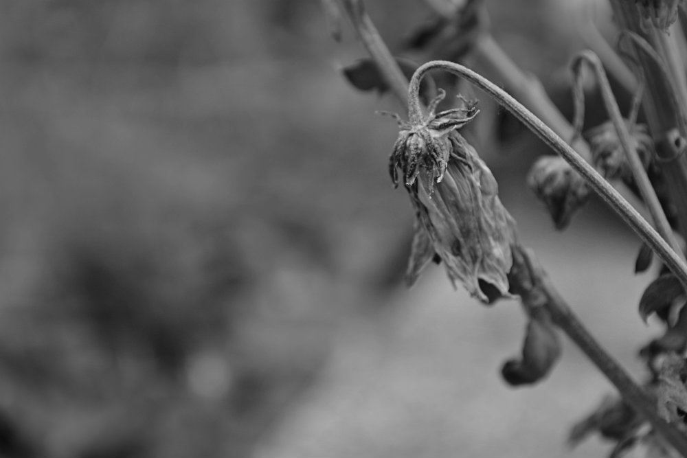 CSC_0440